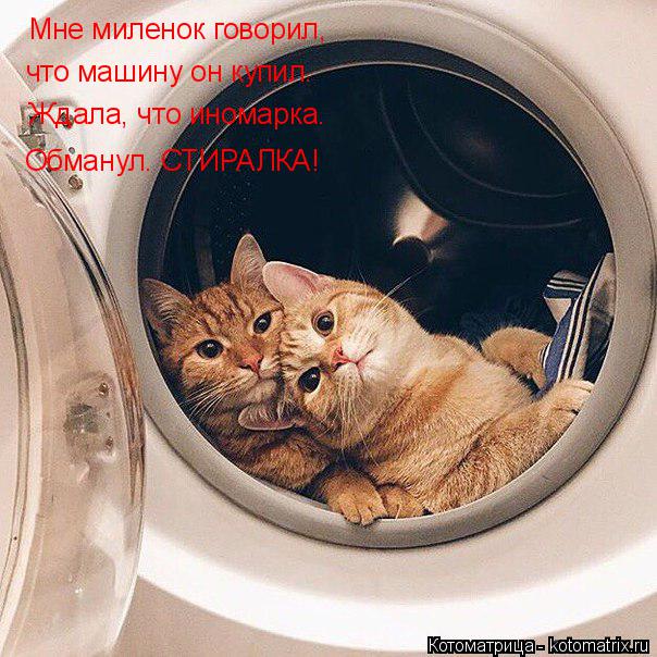 Котоматрица: Мне миленок говорил, что машину он купил. Ждала, что иномарка. Обманул. СТИРАЛКА!