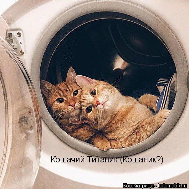 Котоматрица: Кошачий Титаник (Кошаник?)