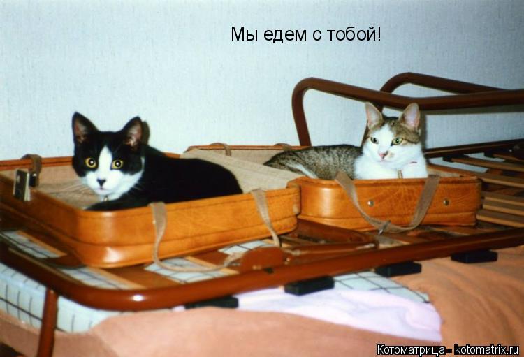Котоматрица: Мы едем с тобой!