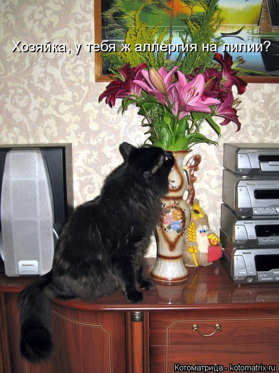 Котоматрица: Хозяйка, у тебя ж аллергия на лилии?