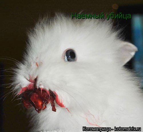 Котоматрица: Наёмный убийца