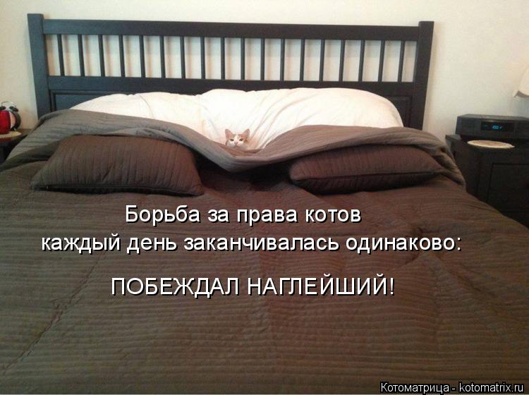Борьба за права котов каждый день заканчивалась одинаково: ПОБЕЖДАЛ НАГЛЕЙШИЙ!... Котоматрица: Борьба за права котов каждый день заканчивалась одинаково: ПОБЕЖДАЛ НАГЛЕЙШИЙ!