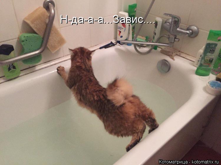 Котоматрица: Н-да-а-а...Завис....