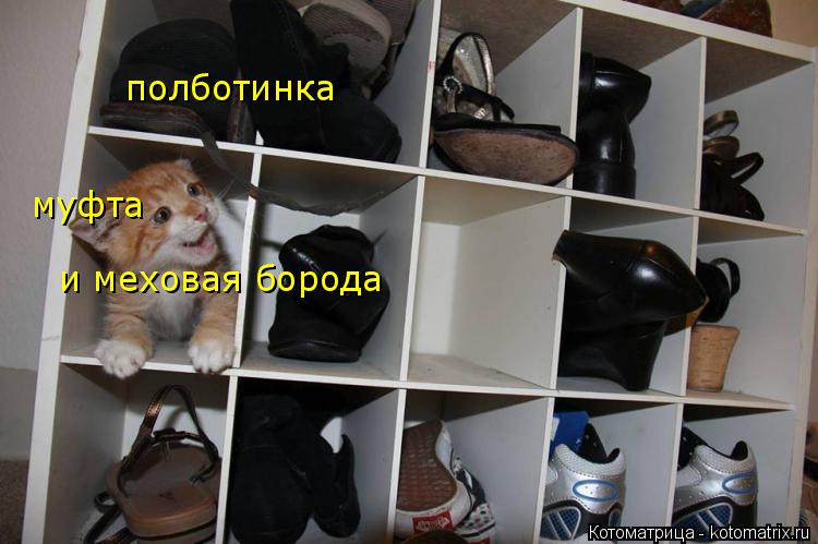 Котоматрица: муфта полботинка и меховая борода