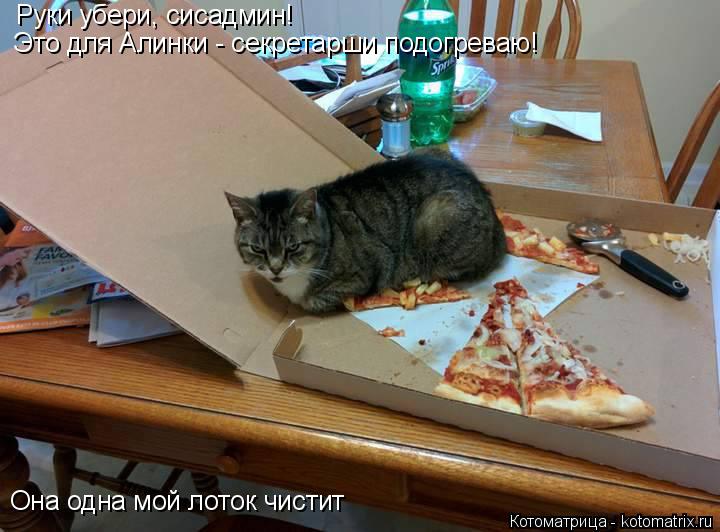 Котоматрица: Руки убери, сисадмин!  Это для Алинки - секретарши подогреваю! Она одна мой лоток чистит