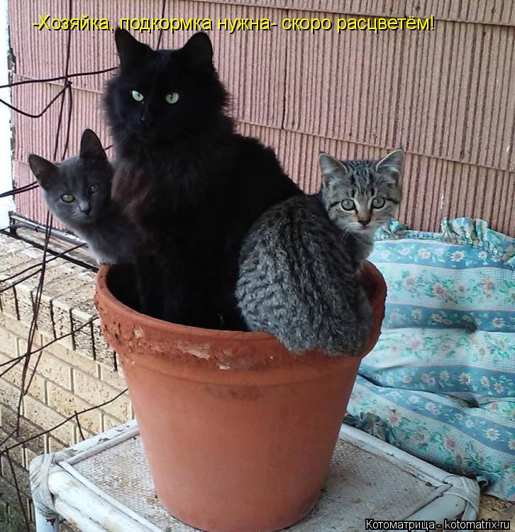 Котоматрица: -Хозяйка, подкормка нужна- скоро расцветём!