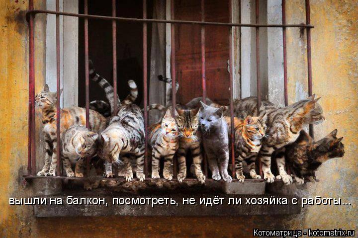 Котоматрица: вышли на балкон, посмотреть, не идёт ли хозяйка с работы...