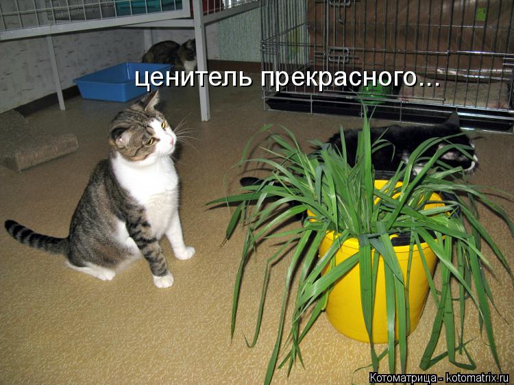 Котоматрица: ценитель прекрасного...