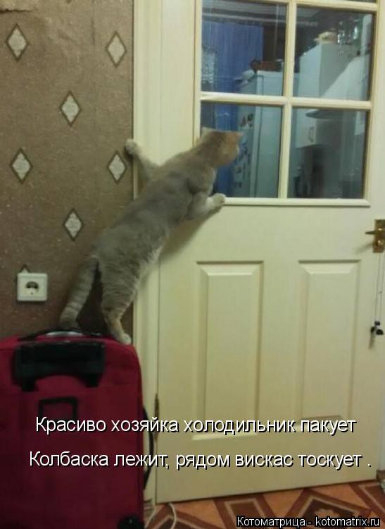 Котоматрица: Красиво хозяйка холодильник пакует Колбаска лежит, рядом вискас тоскует .