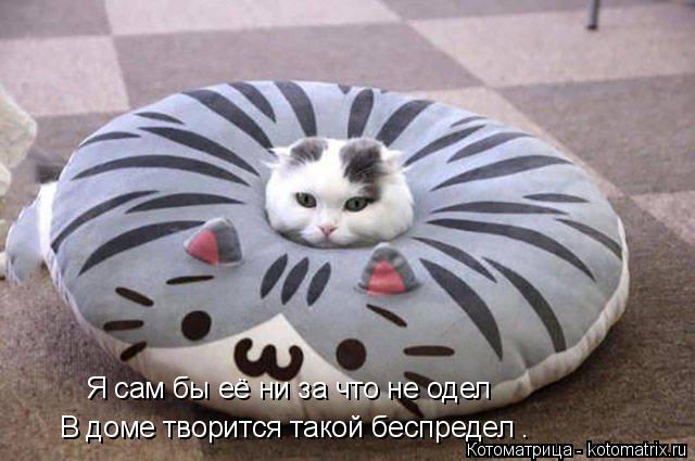 Котоматрица: Я сам бы её ни за что не одел В доме творится такой беспредел .