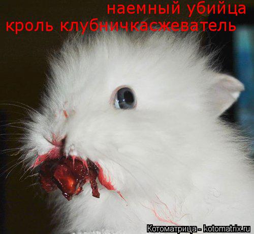 Котоматрица: наемный убийца кроль клубничкасжеватель