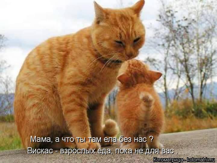 Котоматрица: Мама, а что ты там ела без нас ? Вискас - взрослых еда, пока не для вас .