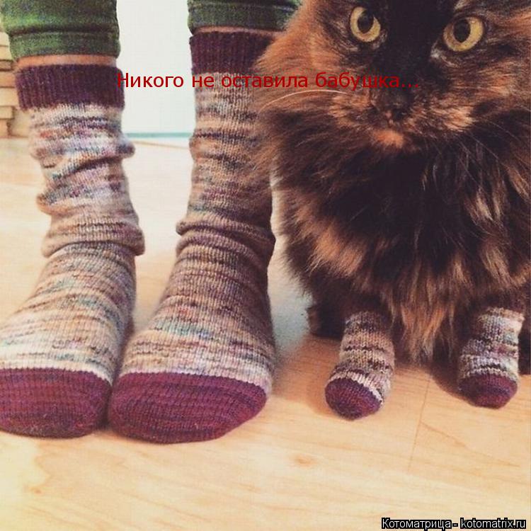 Котоматрица: Никого не оставила бабушка...