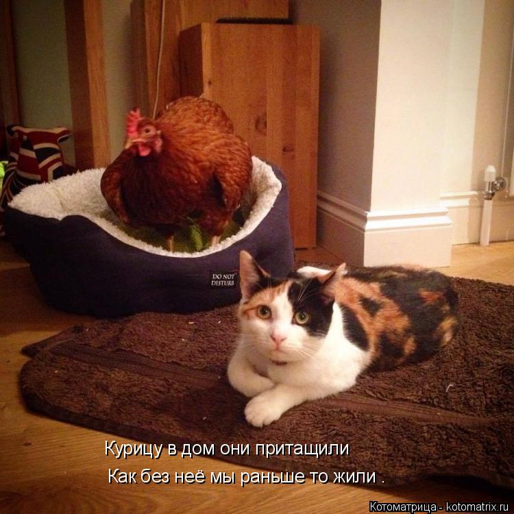 Котоматрица: Курицу в дом они притащили Как без неё мы раньше то жили .