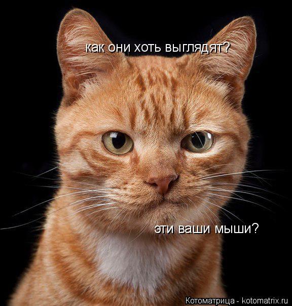 Котоматрица: как они хоть выглядят? эти ваши мыши?