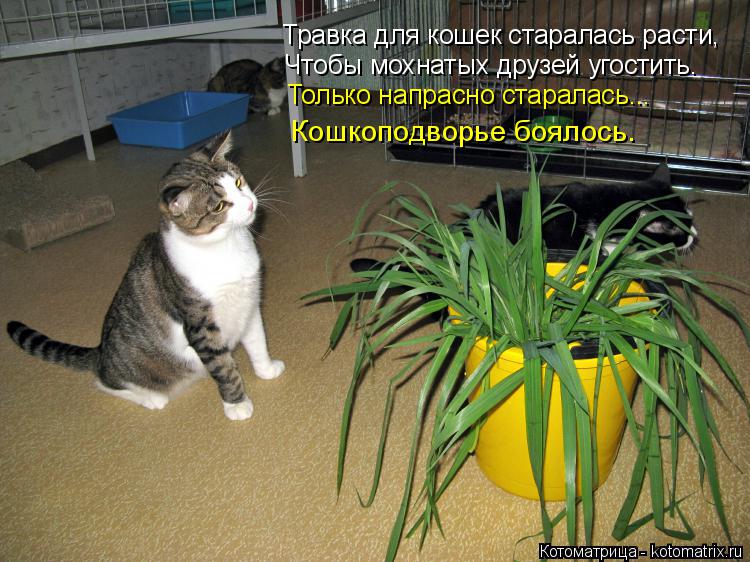 Котоматрица: Травка для кошек старалась расти, Чтобы мохнатых друзей угостить. Только напрасно старалась... Кошкоподворье боялось.