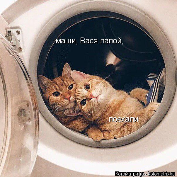 Котоматрица: маши, Вася лапой, поехали