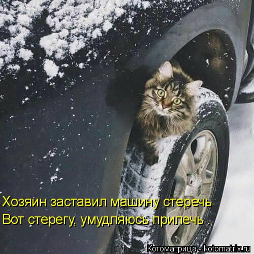 Котоматрица: Хозяин заставил машину стеречь Вот стерегу, умудляюсь прилечь .