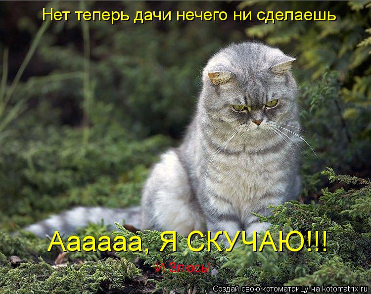 Котоматрица: Нет теперь дачи нечего ни сделаешь Аааааа, Я СКУЧАЮ!!! И Злюсь!