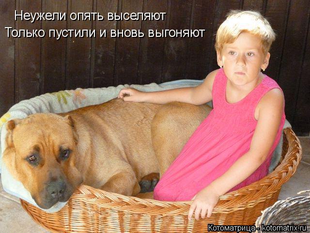 Котоматрица: Неужели опять выселяют Только пустили и вновь выгоняют