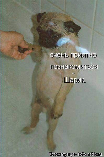 Котоматрица: очень приятно  познакомиться - Шарик.