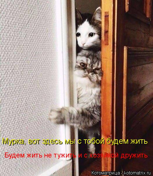 Котоматрица: Мурка, вот здесь мы с тобой будем жить Будем жить не тужить и с хозяйкой дружить