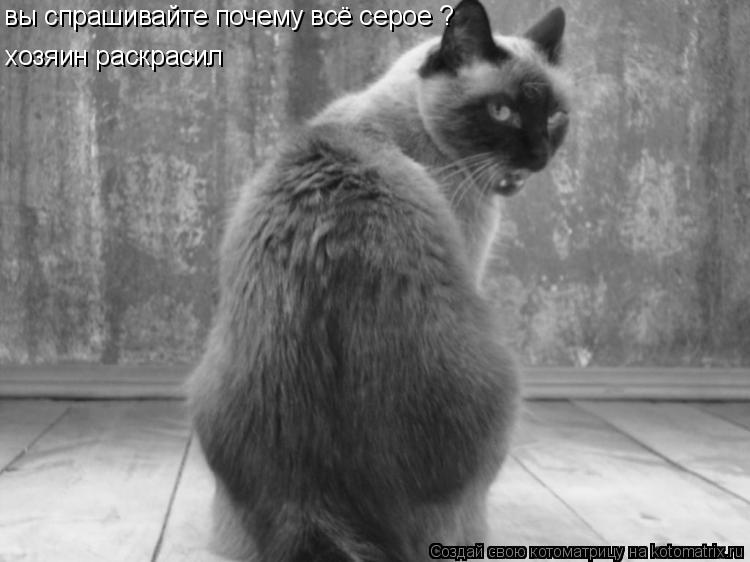 Котоматрица: вы спрашивайте почему всё серое ? хозяин раскрасил