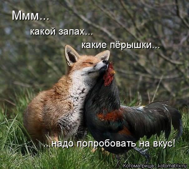 Котоматрица: Ммм... какие пёрышки... какой запах... ...надо попробовать на вкус!