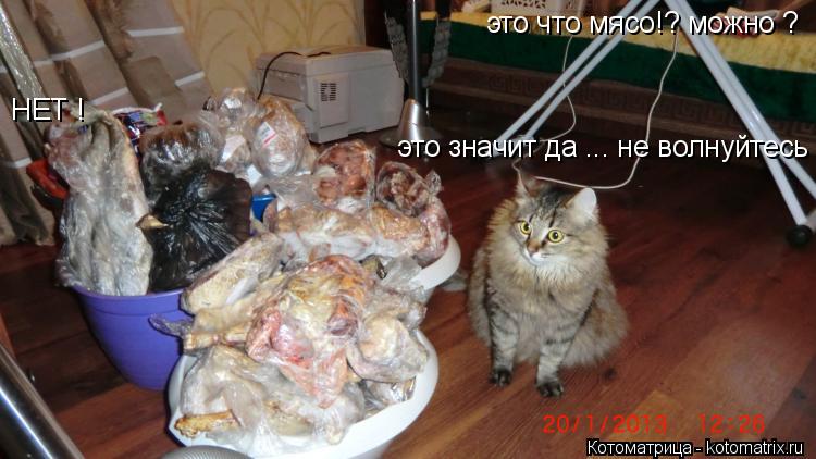 Котоматрица: НЕТ ! это что мясо!? можно ?  это значит да ... не волнуйтесь !