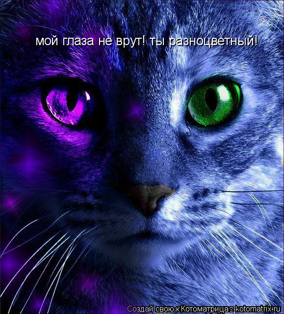 Котоматрица: мой глаза не врут! ты разноцветный!