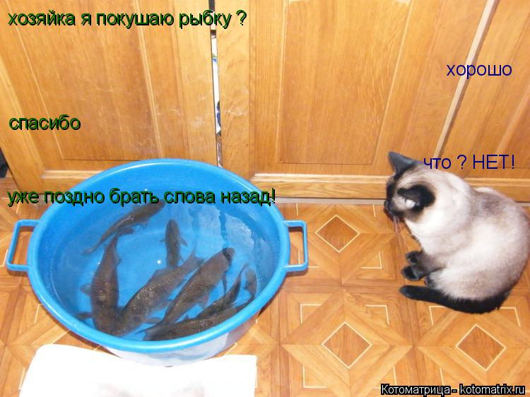 Котоматрица: хозяйка я покушаю рыбку ? хорошо спасибо уже поздно брать слова назад! что ? НЕТ!