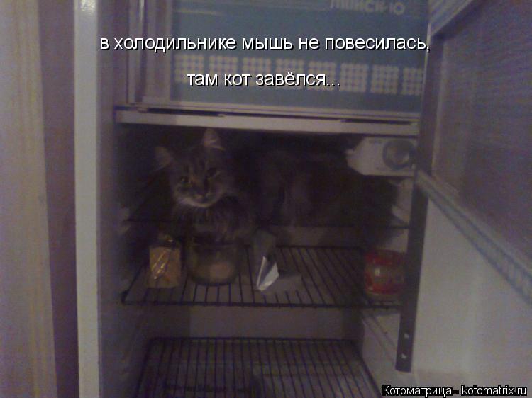 Котоматрица: в холодильнике мышь не повесилась, там кот завёлся...