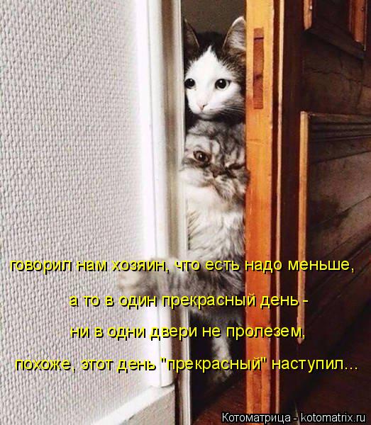 Котоматрица: говорил нам хозяин, что есть надо меньше, а то в один прекрасный день -  ни в одни двери не пролезем, похоже, этот день "прекрасный" наступил...