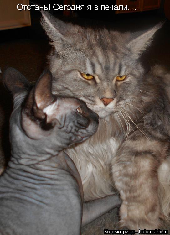 Котоматрица: Отстань! Сегодня я в печали....
