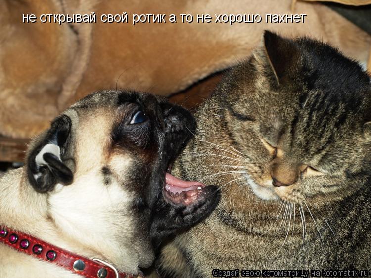 Котоматрица: не открывай свой ротик а то не хорошо пахнет