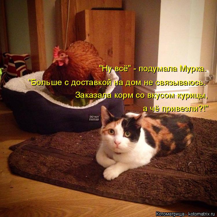 "Ну всё" - подумала Мурка. "Больше с доставкой на дом не связываюсь. Заказала корм со вкусом курицы, ... Котоматрица: "Ну всё" - подумала Мурка. "Больше с доставкой на дом не связываюсь. Заказала корм со вкусом курицы, а чё привезли?!"