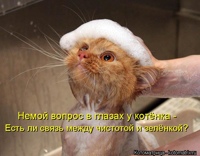 Немой вопрос в глазах у котёнка - Есть ли связь между чистотой и зелёнкой?... Котоматрица: Немой вопрос в глазах у котёнка - Есть ли связь между чистотой и зелёнкой?
