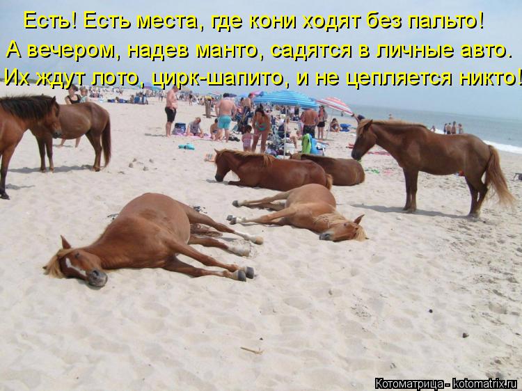Есть! Есть места, где кони ходят без пальто! А вечером, надев манто, садятся в личные авто. Их ждут л... Котоматрица: Есть! Есть места, где кони ходят без пальто! А вечером, надев манто, садятся в личные авто. Их ждут лото, цирк-шапито, и не цепляется никто!