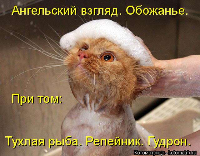 Ангельский взгляд. Обожанье. Тухлая рыба. Репейник. Гудрон. При том:... Котоматрица: Ангельский взгляд. Обожанье. Тухлая рыба. Репейник. Гудрон. При том: