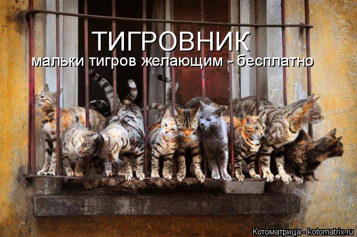 ТИГРОВНИК мальки тигров желающим - бесплатно... Котоматрица: ТИГРОВНИК мальки тигров желающим - бесплатно