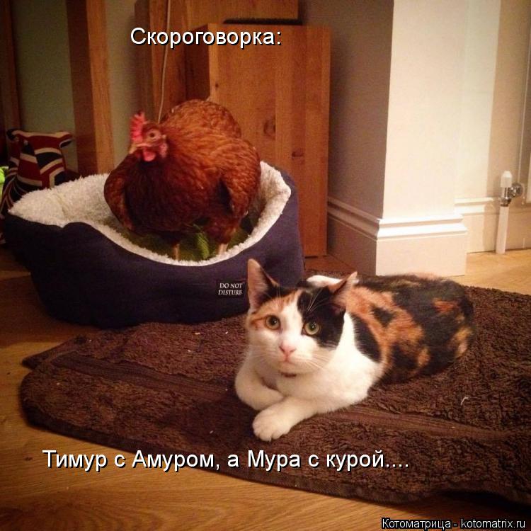 Скороговорка: Тимур с Амуром, а Мура с курой....... Котоматрица: Скороговорка: Тимур с Амуром, а Мура с курой....