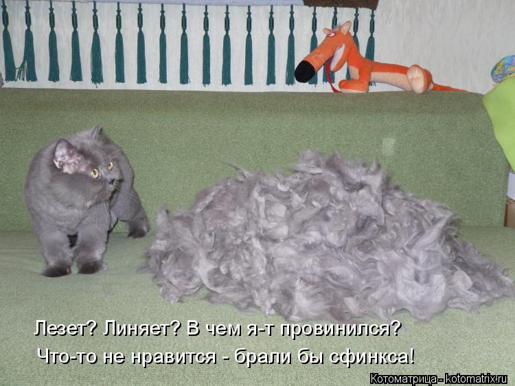 Лезет? Линяет? В чем я-т провинился? Что-то не нравится - брали бы сфинкса!... Котоматрица: Лезет? Линяет? В чем я-т провинился? Что-то не нравится - брали бы сфинкса!