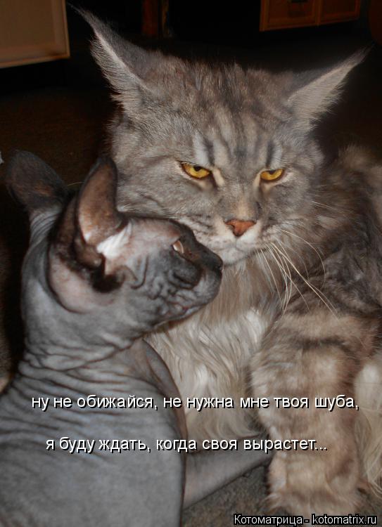 ну не обижайся, не нужна мне твоя шуба, я буду ждать, когда своя вырастет...... Котоматрица: ну не обижайся, не нужна мне твоя шуба, я буду ждать, когда своя вырастет...
