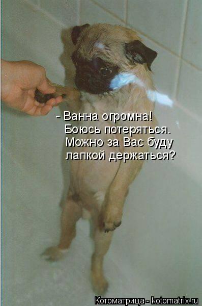Котоматрица: - Ванна огромна! Боюсь потеряться. Можно за Вас буду лапкой держаться?