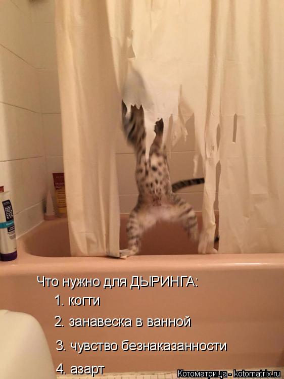 Что нужно для ДЫРИНГА: 1. когти 2. занавеска в ванной 3. чувство безнаказанности 4. азарт... Котоматрица: Что нужно для ДЫРИНГА: 1. когти 2. занавеска в ванной 3. чувство безнаказанности 4. азарт