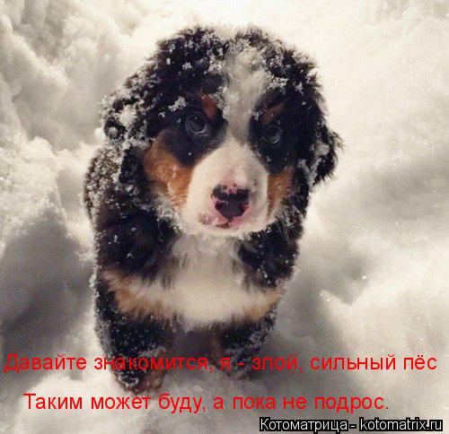 Давайте знакомится, я - злой, сильный пёс Таким может буду, а пока не подрос.... Котоматрица: Давайте знакомится, я - злой, сильный пёс Таким может буду, а пока не подрос.