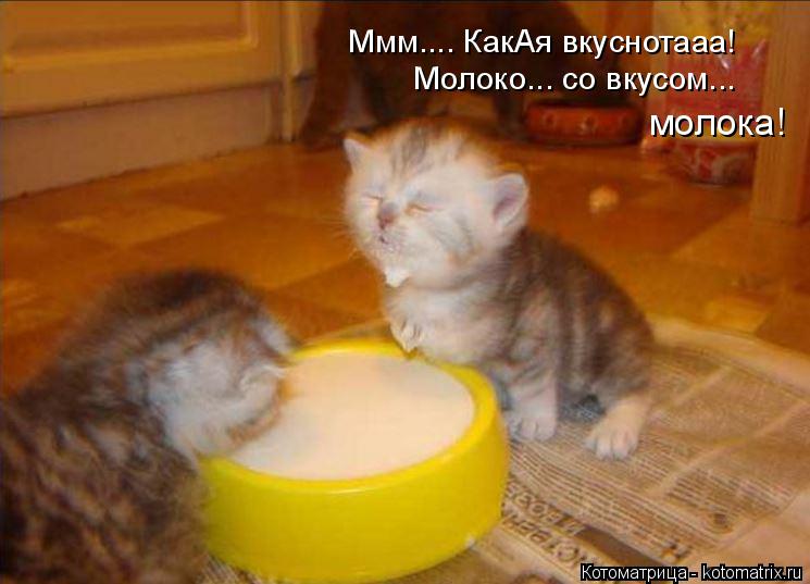 Котоматрица: Ммм.... КакАя вкуснотааа! Молоко... со вкусом... молока!
