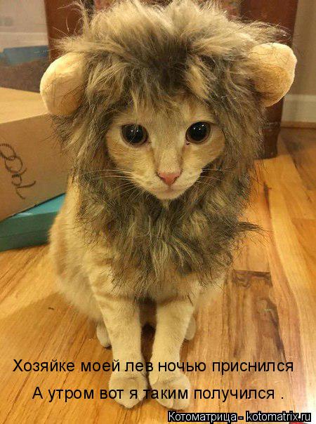 Котоматрица: Хозяйке моей лев ночью приснился А утром вот я таким получился .