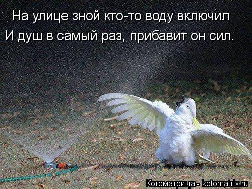 Котоматрица: На улице зной кто-то воду включил И душ в самый раз, прибавит он сил.