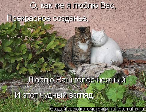 Прекрасное созданье, Люблю Ваш голос нежный О, как же я люблю Вас, И этот чудный взгляд.... Котоматрица: Прекрасное созданье, Люблю Ваш голос нежный О, как же я люблю Вас, И этот чудный взгляд.